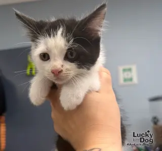 Tux