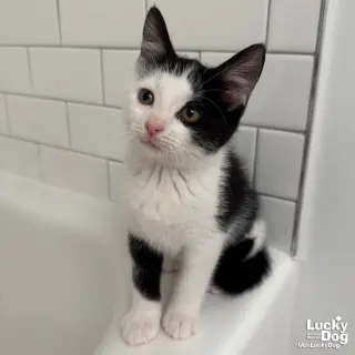 Tux
