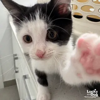 Tux