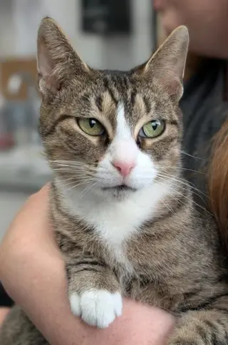 AMY