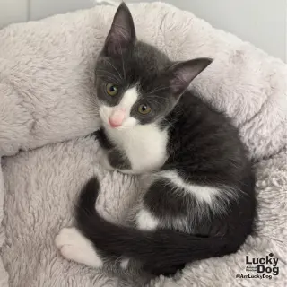 Taz