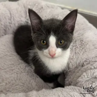 Taz