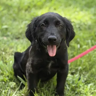 Tucker