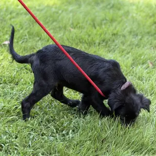 Tucker