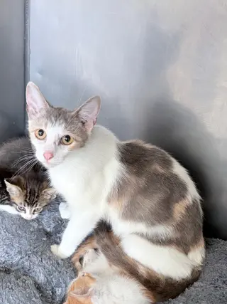 Gwen- retired momma