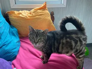 Nefertiti (Neffy)