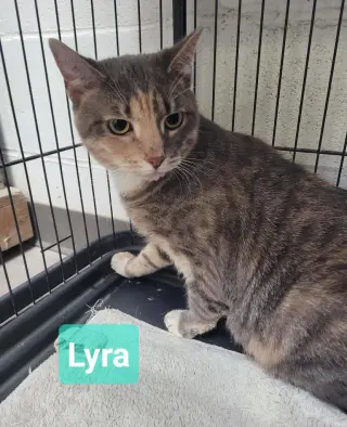 Lyra