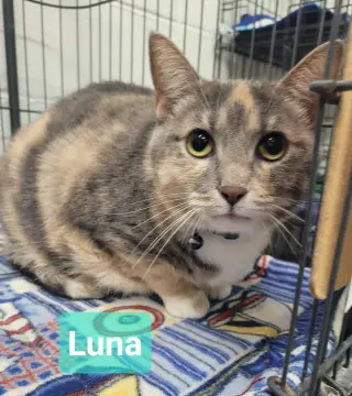 Luna