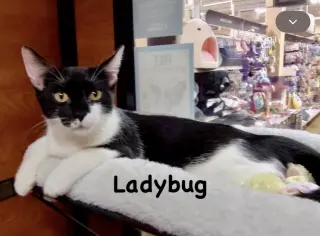 Ladybug & Cricket