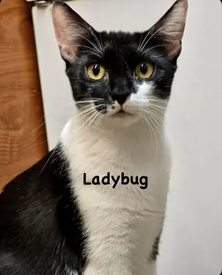 Ladybug & Cricket