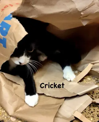 Ladybug & Cricket