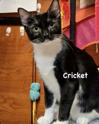 Ladybug & Cricket