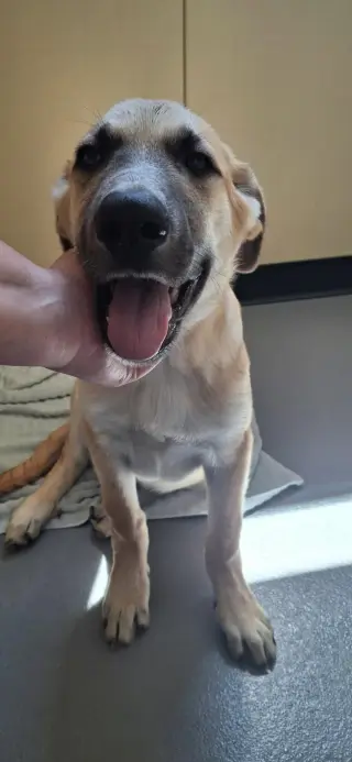 Porter