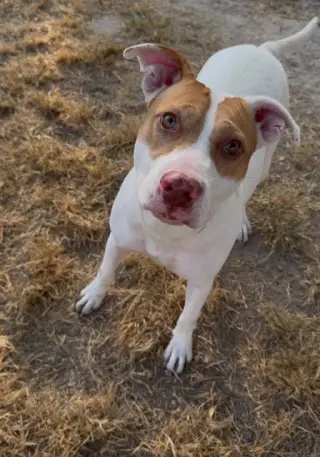 MELLIE