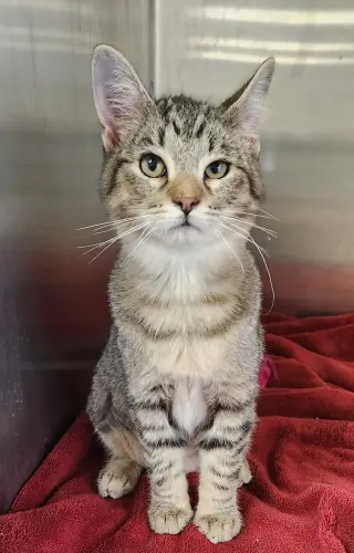 Abigail (Abby Tabby)