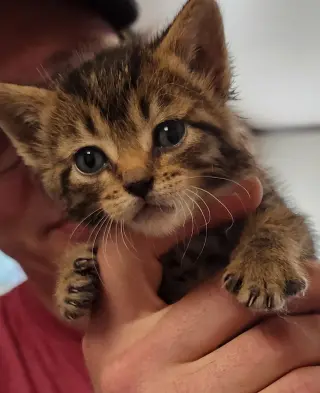 Abigail (Abby Tabby)