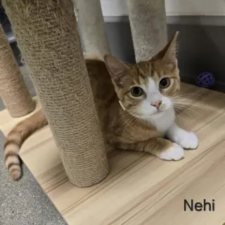 Nehi