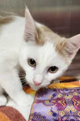 Franklin