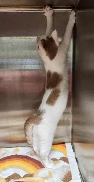 Franklin
