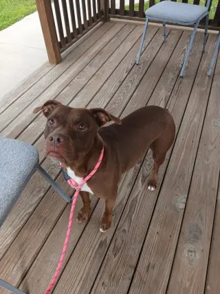 Daisy