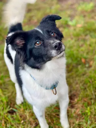 Coco