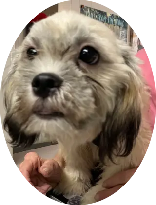 Tootsie(2)