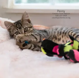 Penny