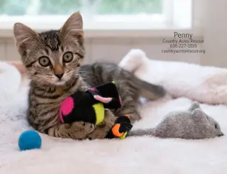 Penny