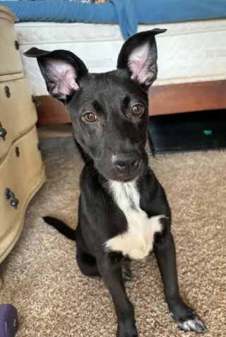 Zuri