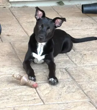 Zuri