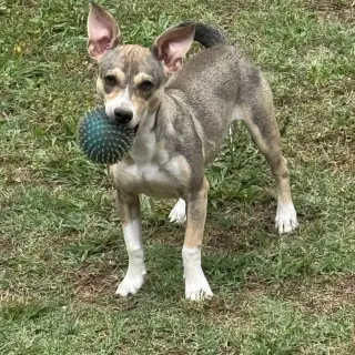Wilson