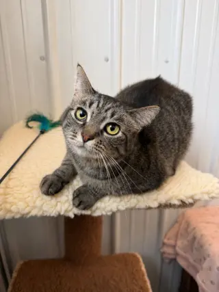 Cinder - WAIVED FEE- Long Term Resident