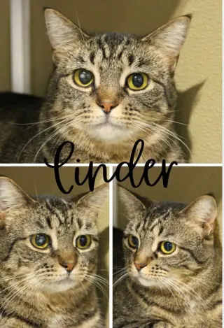 Cinder - WAIVED FEE- Long Term Resident