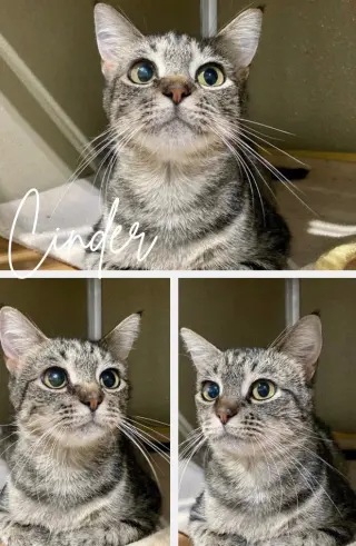 Cinder - WAIVED FEE- Long Term Resident