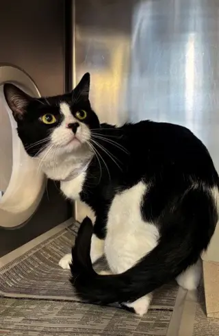 OREO