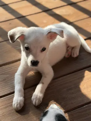 Poppins