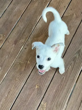 Poppins