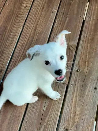 Poppins