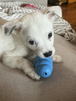 Poppins