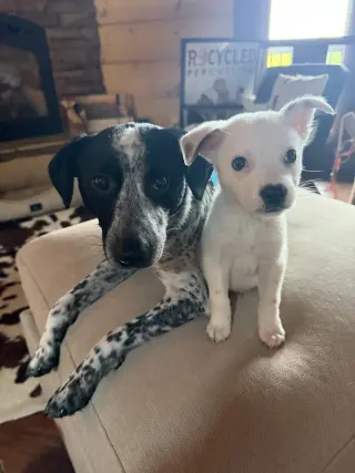 Poppins