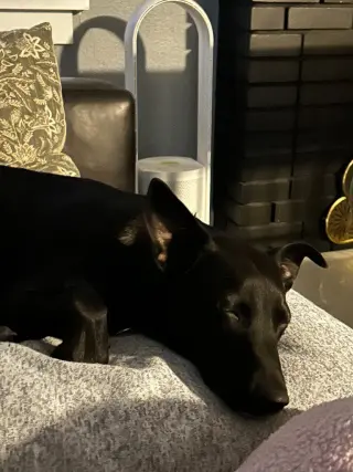 Gus