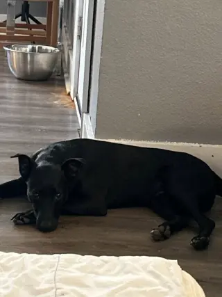Gus