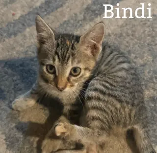 Bindi