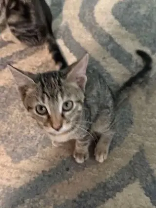 Bindi