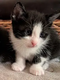 Rocky