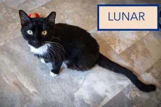 Lunar (FCID# 07/27/2026 - 6 Trainer) C