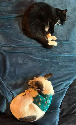 Peppa