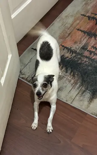 Peppa
