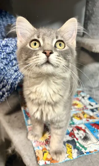 Iris