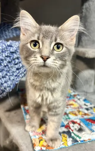 Iris